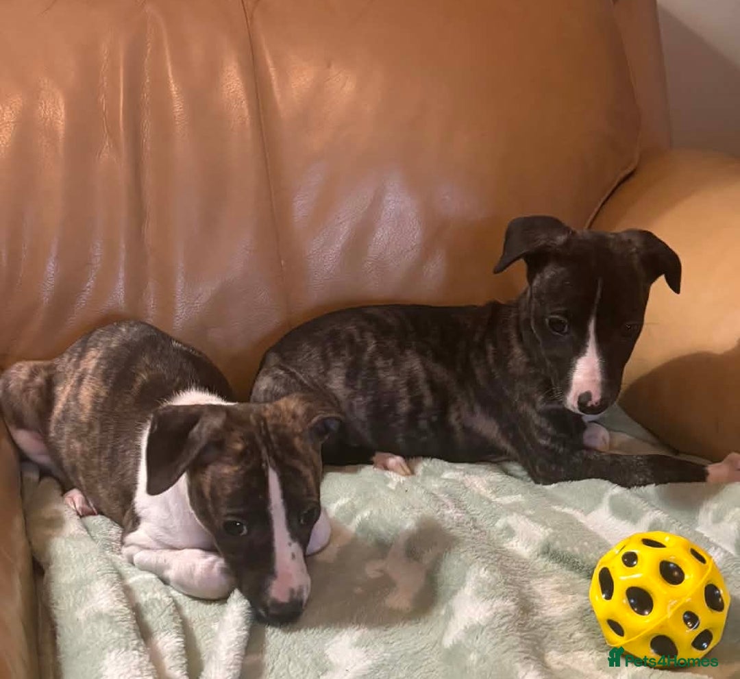 Whippet dogs for sale: Whippet pups - Advert 3
