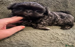 Shih Tzu dogs for sale: A lovely litter of Shih Tzu pups - Image 14