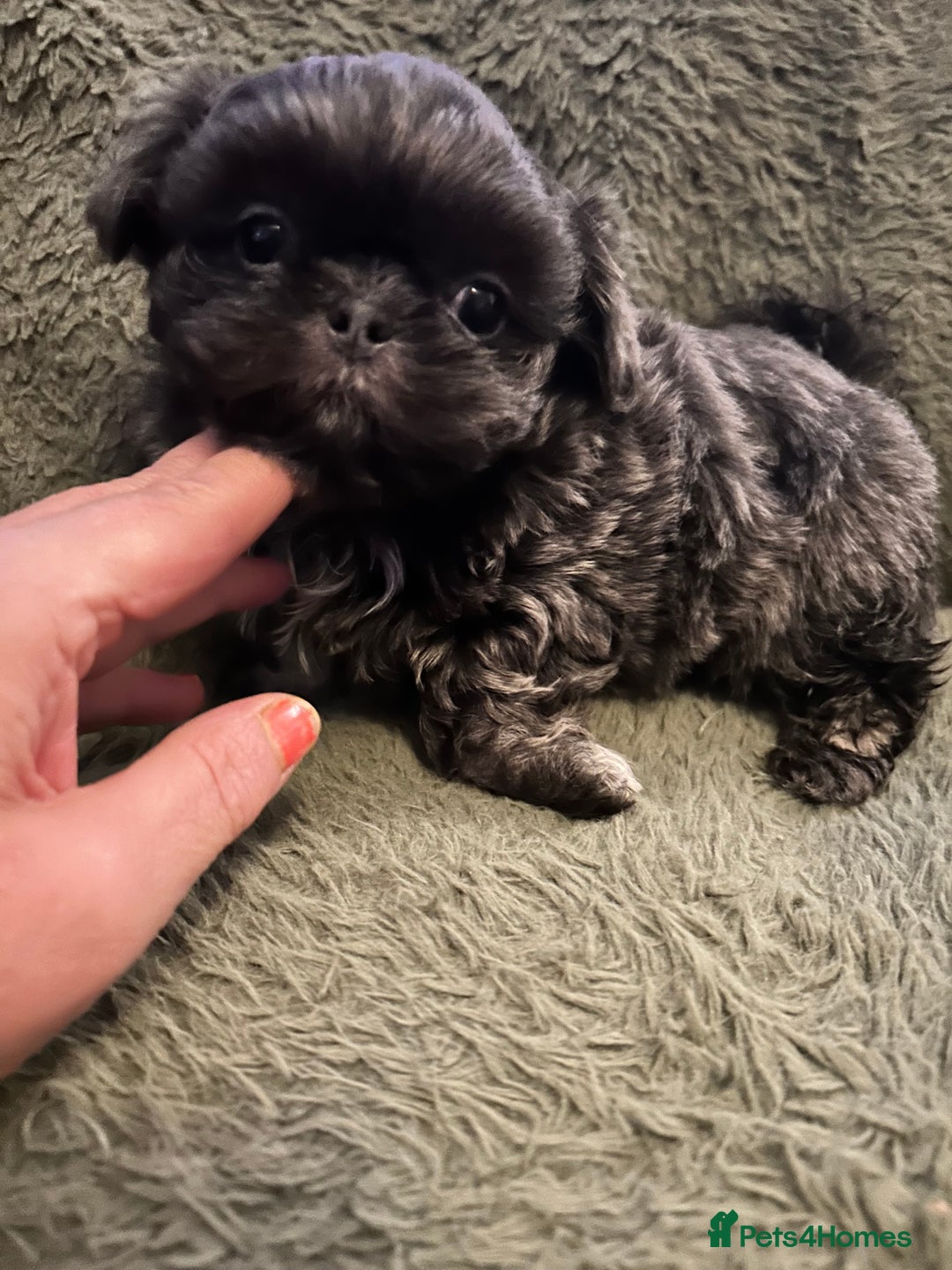 Shih Tzu dogs for sale: A lovely litter of Shih Tzu pups - Image 14
