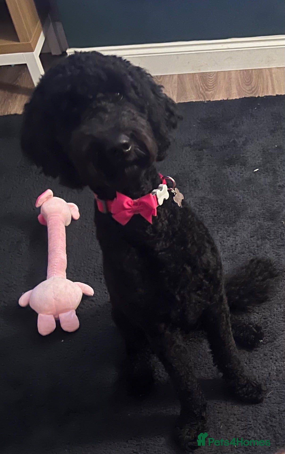 Goldendoodle dogs 🐾 GORGEOUS GOLDENDOODLE PUPPIES  - Advert 1