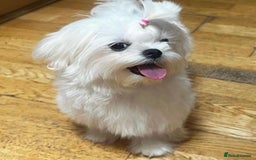 Maltese dogs for sale: Tiny Exquisite Full Korean Bambelina Maltese. - Image 11