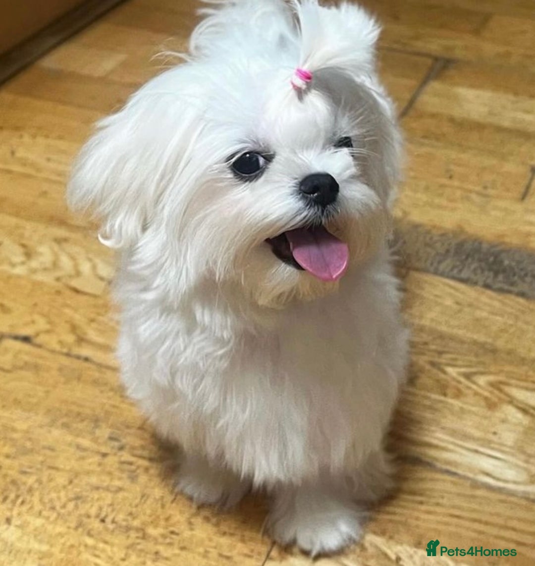 Maltese dogs for sale: Tiny Exquisite Full Korean Bambelina Maltese. - Image 11