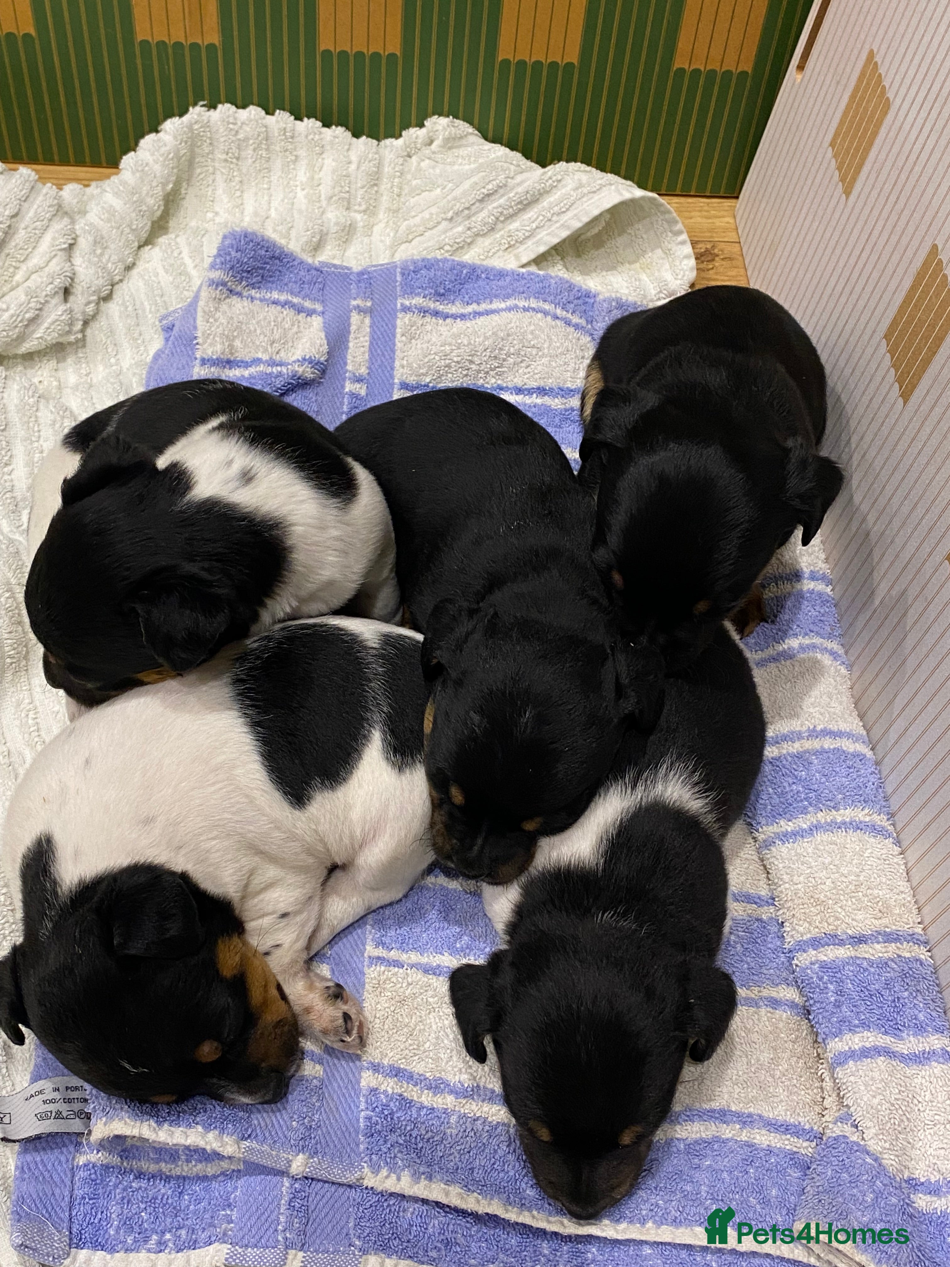 Jack Russell dogs Jack Russell pups - Advert 6