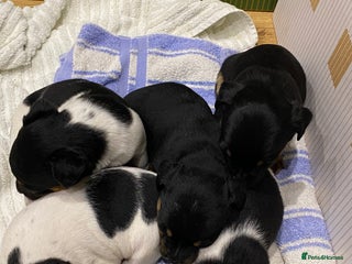 Jack Russell dogs Jack Russell pups - Advert 1
