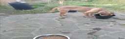 Belgian Shepherd Dog dogs for sale: LOVELY FRIENDLY DOG - Advert 4
