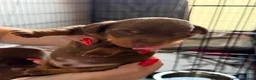 Dachshund dogs for sale: 5 beautiful pups - Advert 30