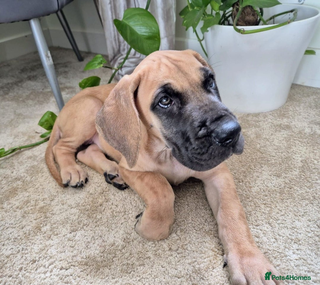 Great Dane dogs for sale: Sarhara & Atlanta are show quality Great Danes - Advert 9