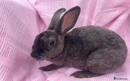 Rex rabbits for sale: Adult and babies  - Image 4