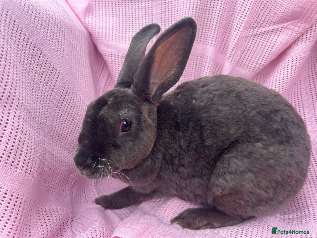 Rex rabbits for sale: Adult and babies  - Image 4