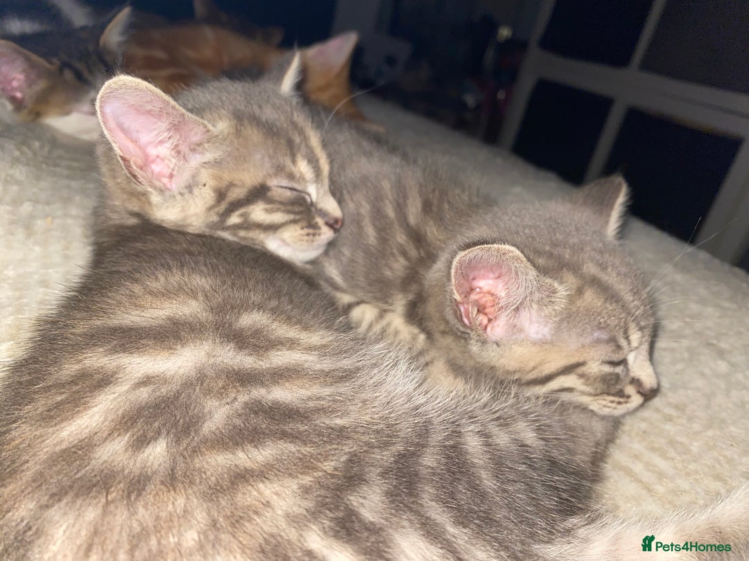 Mixed Breed cats for sale: Ready to go gorgeous male white tabby  - Image 14
