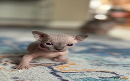 Sphynx cats for sale: TICA REGISTERED CANADIAN Elf Sphynx 1 kitten left  - Image 26
