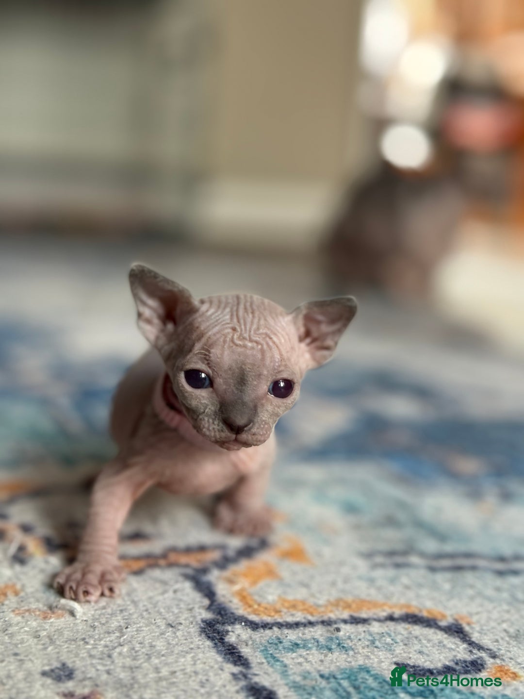 Sphynx cats for sale: TICA REGISTERED CANADIAN Elf Sphynx 1 kitten left  - Image 26