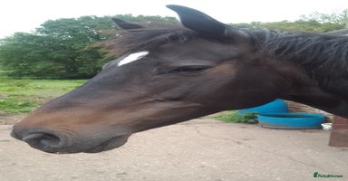 Irish Sports horses in Swadlincote - Advert 8