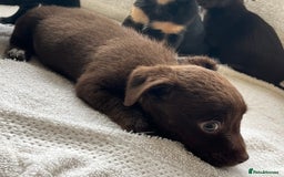 Jack Russell dogs for sale: Miniature Jack Russel’s - Image 2