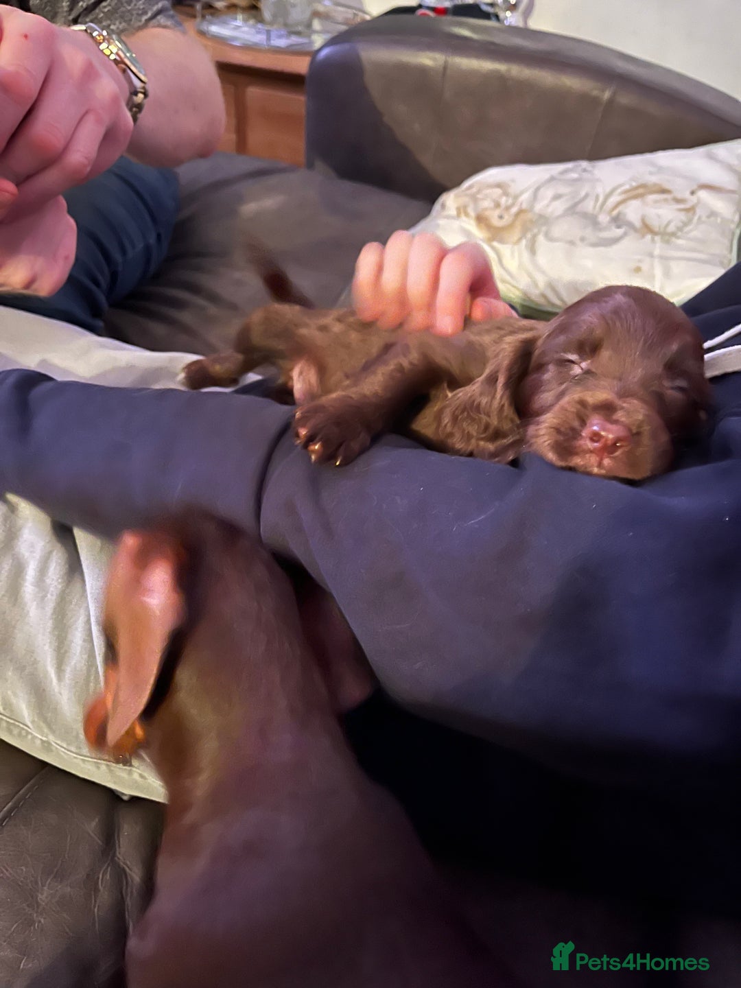 Sprocker dogs for sale: Sprockers  - Advert 2