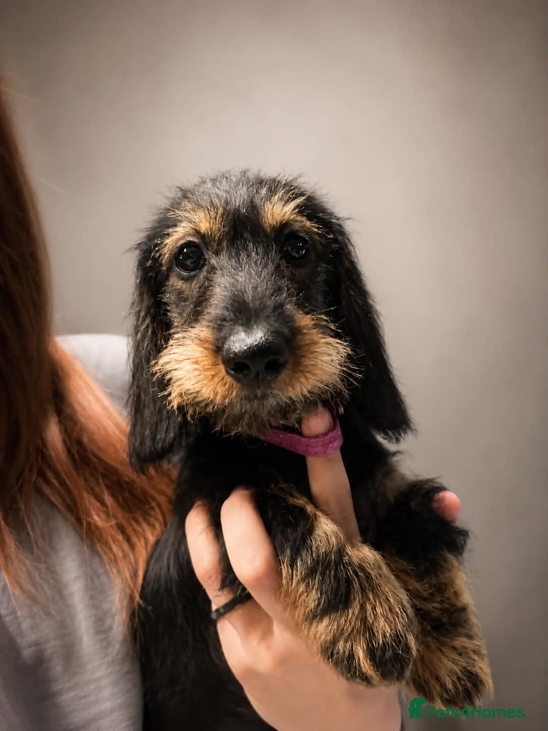 Dachshund dogs KC registered Standard wirehaired dachshund  - Advert 2