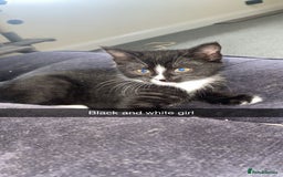 Domestic Shorthair cats for sale: Beautiful black and white and black kittens  - Image 2
