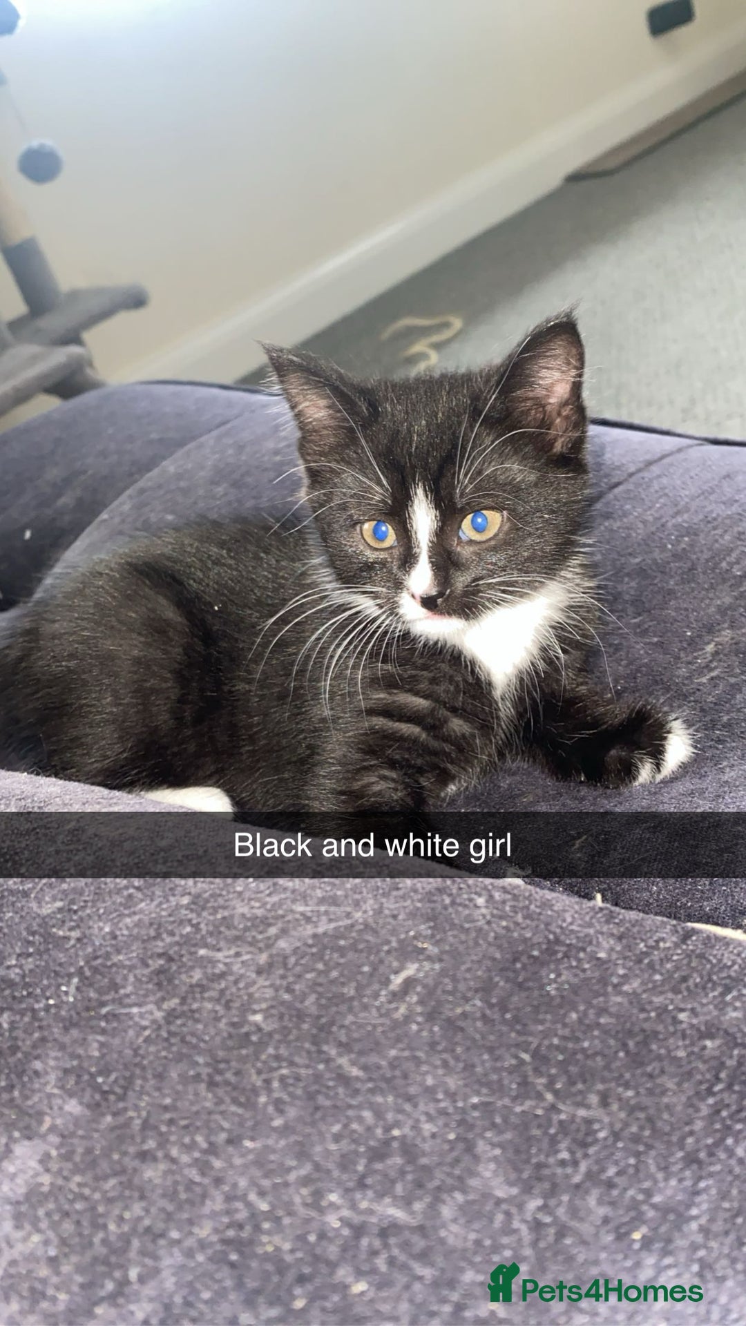 Domestic Shorthair cats for sale: Beautiful black and white and black kittens  - Image 2