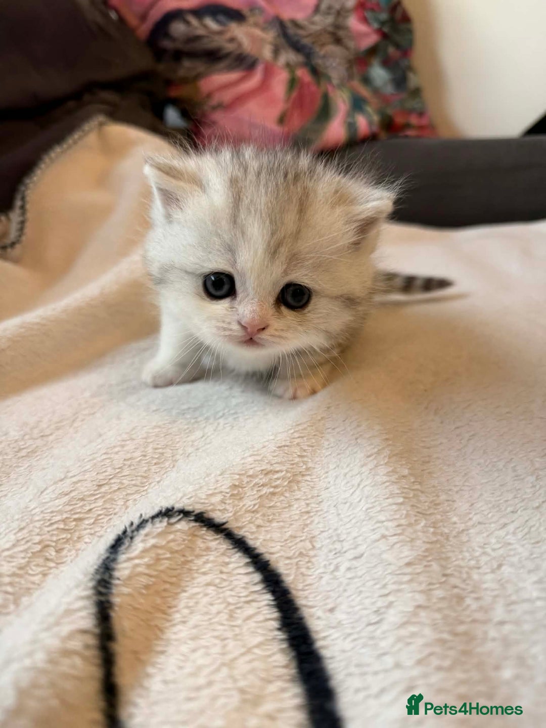 Scottish Fold cats for sale: Scottish fold / straight Kittens  - Advert 4