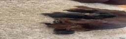 Miniature Dachshund dogs for sale: Miniature dachshund  in Sheffield - Advert 4