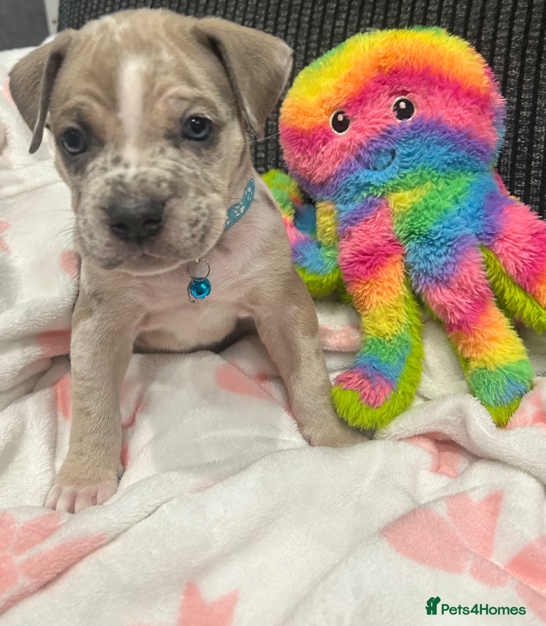 Cane Corso dogs Stunning Cane Corso x pocket Bully puppies  - Advert 11