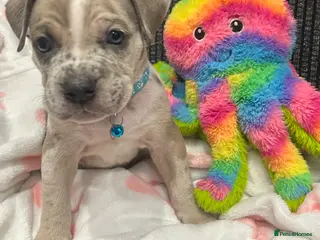 Cane Corso dogs Stunning Cane Corso x pocket Bully puppies - Advert 11