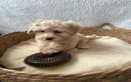 Maltipoo dogs for sale: F1 Toy Maltipoo puppys   - Image 8