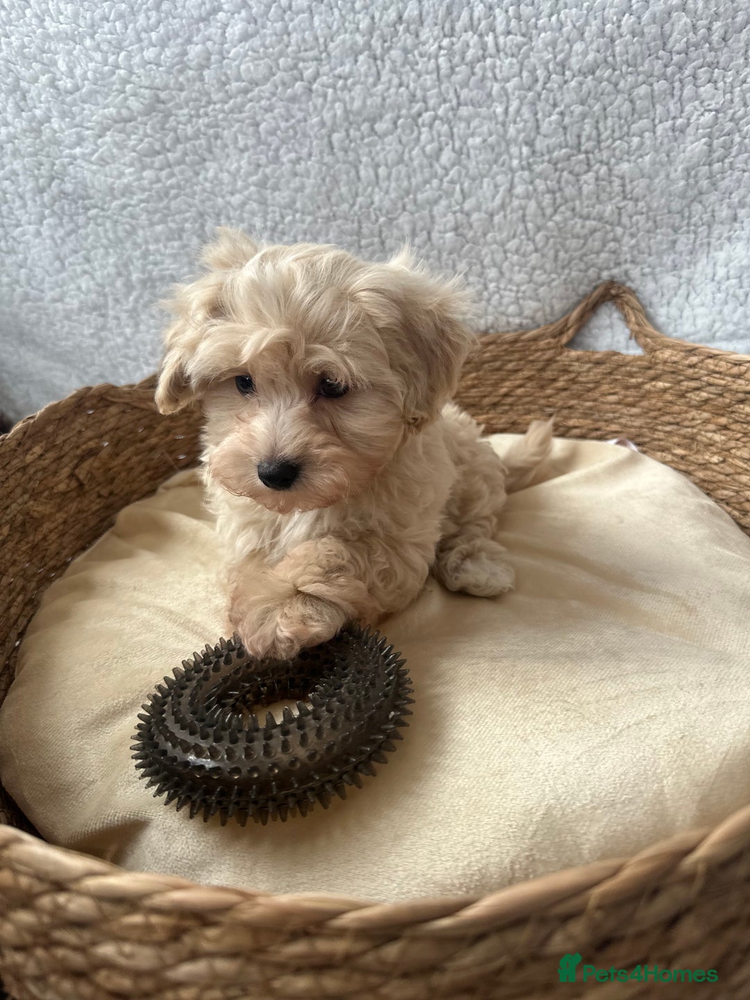 Maltipoo dogs for sale: F1 Toy Maltipoo puppys   - Image 8