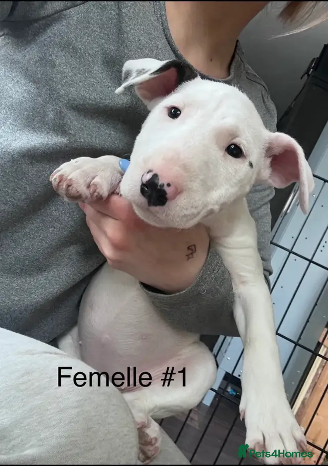 English Bull Terrier dogs for sale: KC Registered English Bull Terrier Puppies  - Advert 2