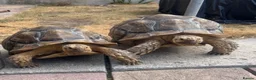 Tortoise reptiles for sale: Two large tortoises 🐢  - Advert 1