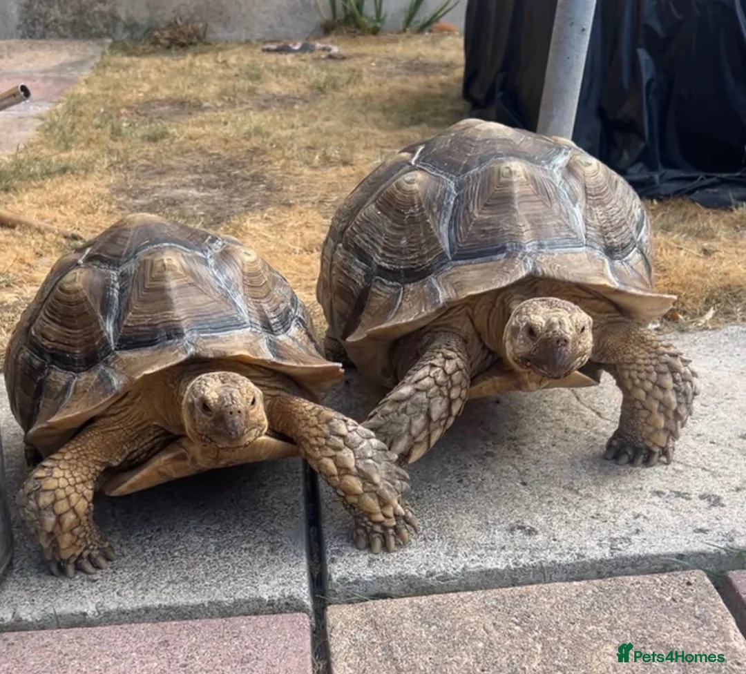 Tortoise reptiles for sale: Two large tortoises 🐢  - Advert 1