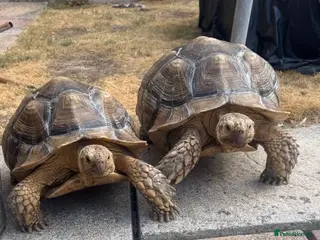 Tortoise reptiles Two large tortoises 🐢 - Advert 1