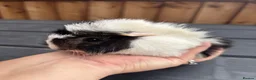 Guinea Pig rodents for sale: Two boy baby guinea pigs - Advert 3