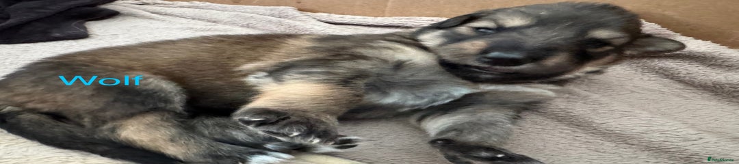 Mixed Breed Puppy 7