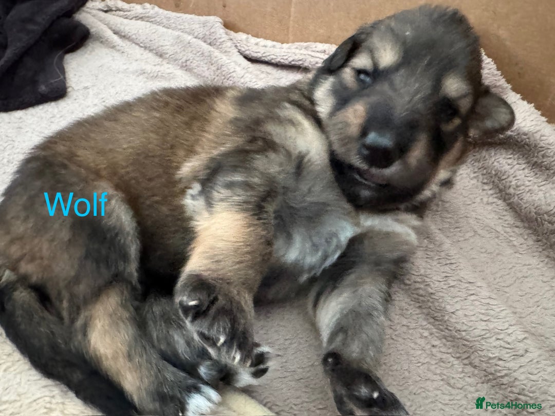 Mixed Breed dogs for sale: Beautiful Inca & handsome Nanuq PUPDATE x2  - Image 31