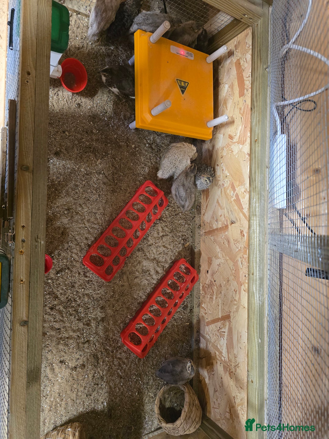 Quail poultry for sale: Quails, Poultry & hatching eggs - Advert 6