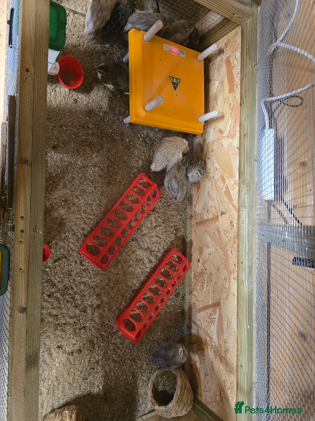 Quail poultry for sale: Quails, Poultry & hatching eggs - Advert 6