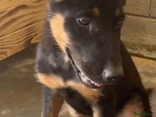 Mixed Breed dogs Amelia, 8 months old, Available for adoption. - Advert 1