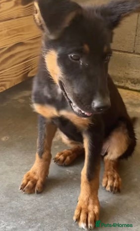 Mixed Breed dogs Amelia, 8 months old, Available for adoption. - Advert 3