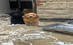 Cockapoo dogs for sale: Cockapoo puppies - Image 2