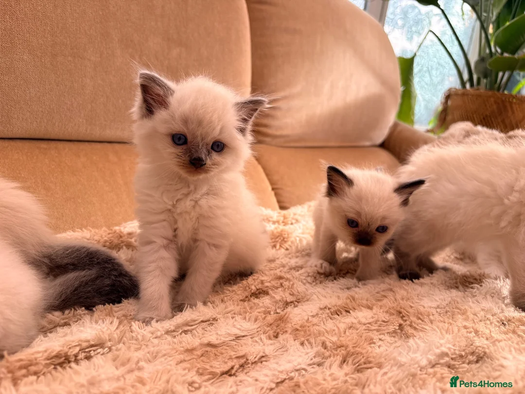Ragdoll cats for sale: Beautiful Ragdoll kittens! in Fareham - Advert 2