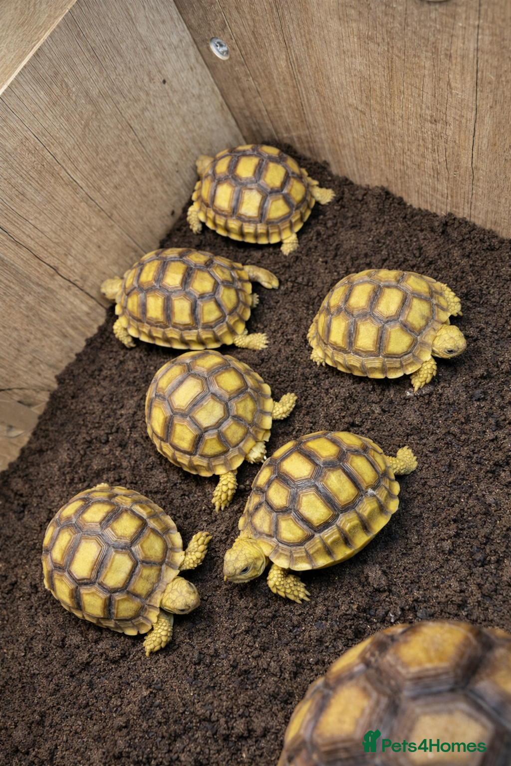 Tortoise reptiles Baby Sulcata Tortoises & Full Set Ups!! - Advert 1