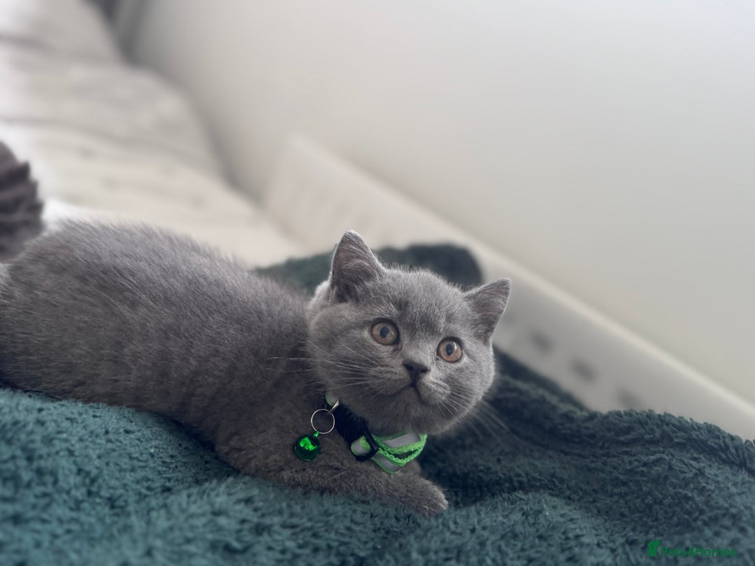 British Shorthair cats for sale: Gccf active Championship British Shorthair Female - Advert 12