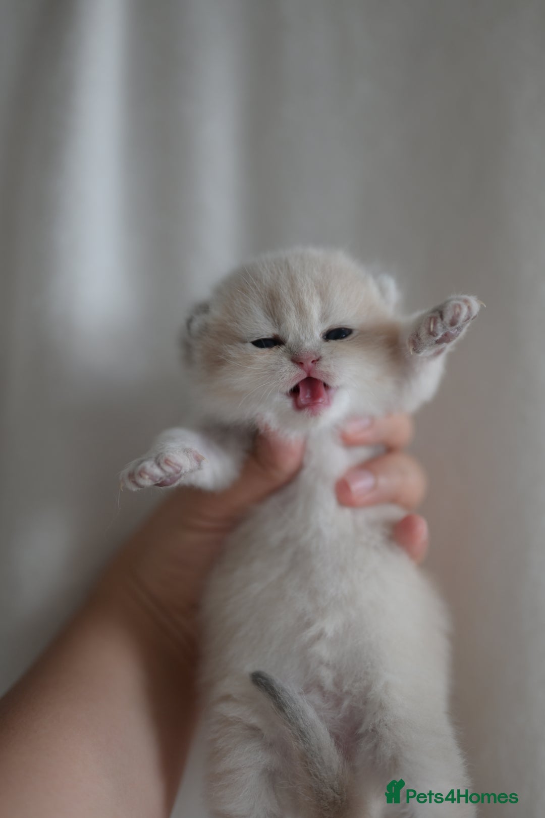 British Shorthair cats for sale: Golden Shaded Kittens WCF & TICA Registered - Image 5