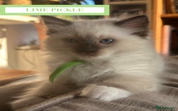 Ragdoll cats for sale: GORGREOUS 1/2 PEDIGREE RAGDOLL KITTENS 💗 - Image 13