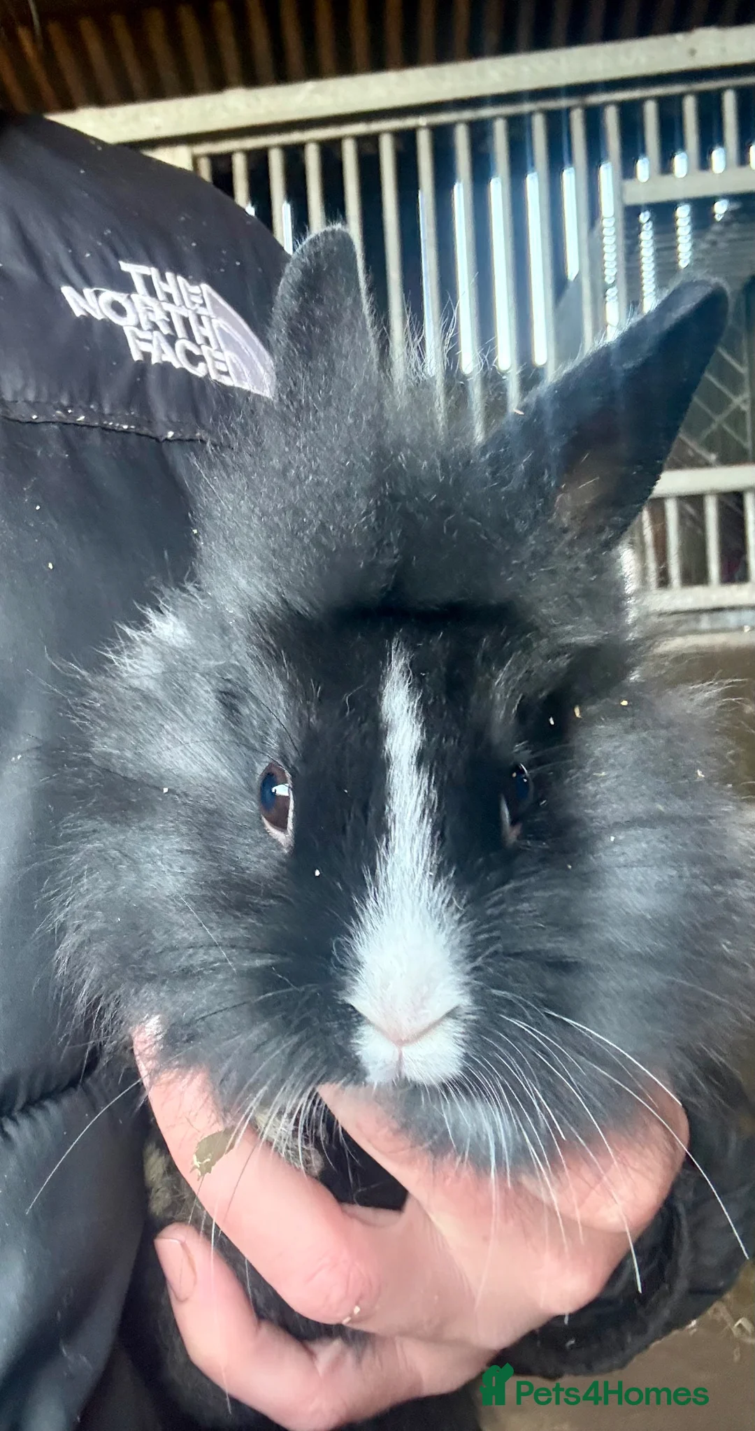 Mixed Breed rabbits for sale: Cashmere x Dutch rabbits  in Dumfries - Advert 3