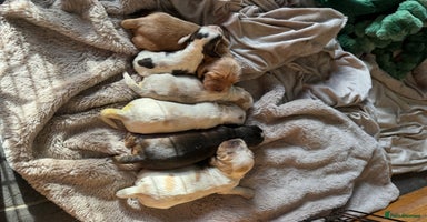 Cocker Spaniel dogs Exceptional litter of Show Type Cocker Spaniels - Advert 1