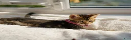 Bengal cats for sale: ONLY 4 LEFT - HEALTH/DNA TESTED BENGALS - Advert 25