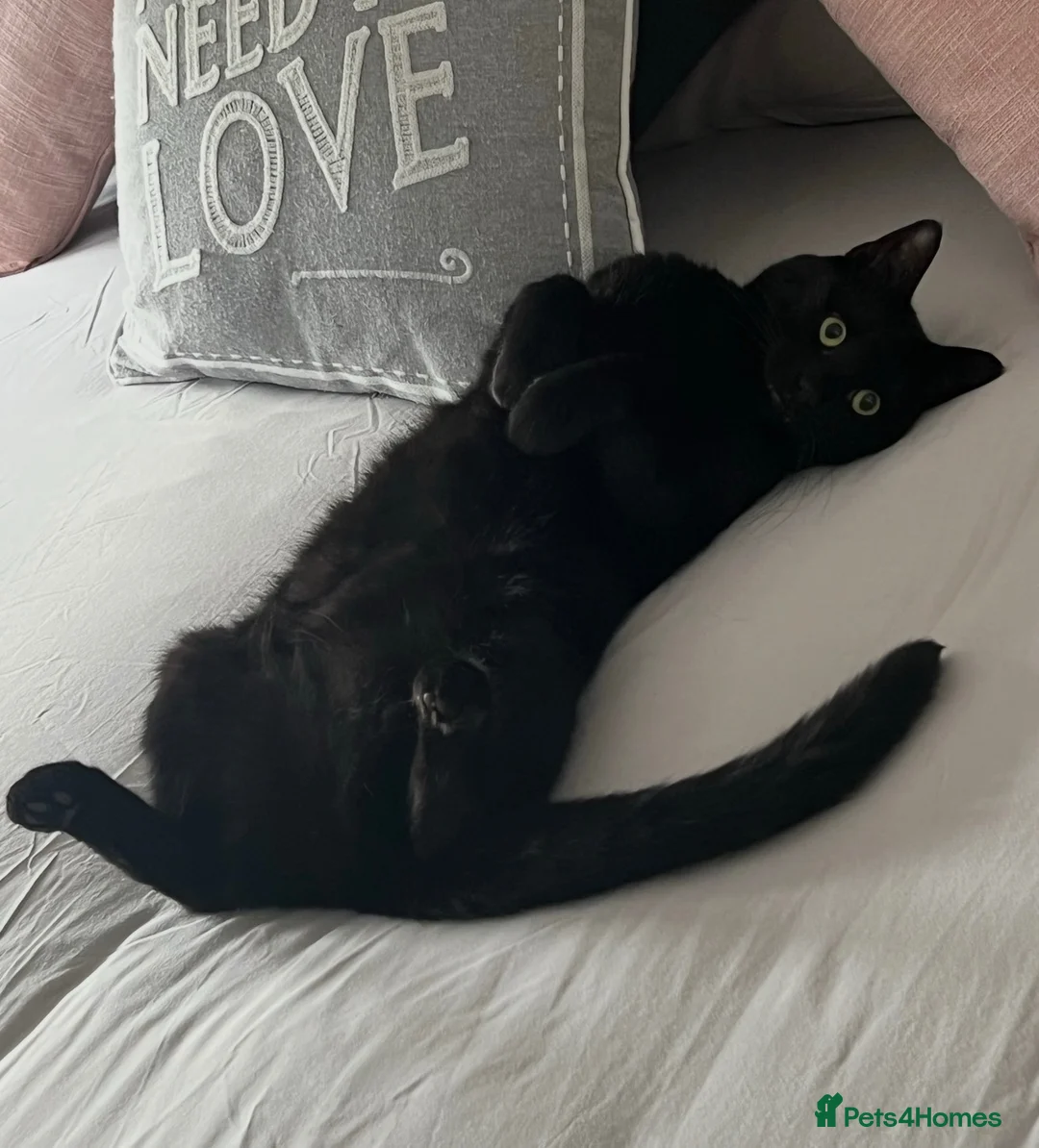 Domestic Shorthair cats for sale: 7 year old male house cat looking for a new home! in Ledbury - Advert 3