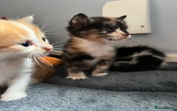 Mixed Breed cats for sale: 1 boy 2 girl kittens - Image 4
